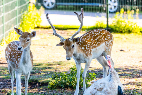 Two spotted deer and a turkey standing on grass under sunlight at Vakantiepark Bergumermeer in Friesland.