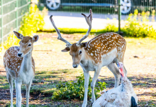 Due daini maculati e un tacchino sull’erba al sole presso Vakantiepark Bergumermeer, in Frisia.