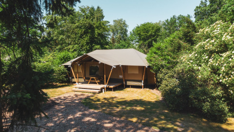 Glamping Tent at Recreatiepark de Paalberg in the Netherlands surrounded by lush greenery and forest.