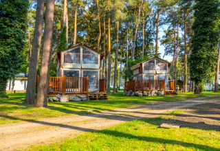 Two stylish glamping cabins at a holiday park, nestled among tall pine trees in a lush green forest.