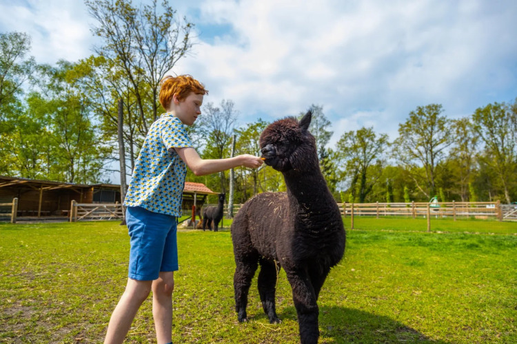 Boy feeding a black alpaca on a grassy field at a holiday park with glamping, surrounded by trees.