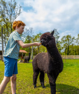 Junge füttert schwarzen Alpaka auf einer grünen Wiese im Ferienpark mit Glamping, umgeben von Bäumen.
