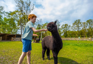 Jongen geeft zwarte alpaca eten op grasveld in vakantiepark met glamping, omgeven door bomen.