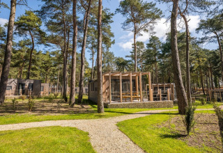 Foto af en feriepark med glampinghytter blandt høje fyrretræer og grønne stier på en solskinsdag.