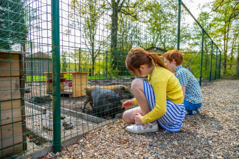 Two children kneel by a fence watching a black pig in its pen at a holiday park with glamping tents.