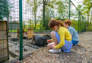 To børn knæler ved et hegn og kigger på en sort gris i en indhegning på en glampingferiepark om foråret.