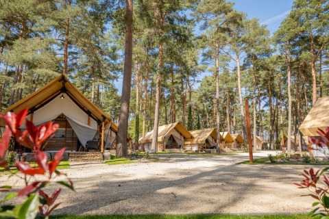 Hébergements glamping dans un parc de vacances, tentes de luxe entourées de pins sous un ciel ensoleillé.