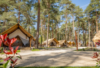 Glamping accommodations in a holiday park, luxury tents nestled among tall pine trees on a sunny day.