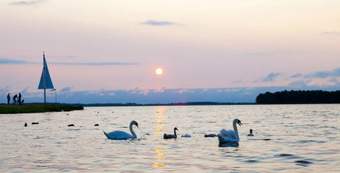 Cisnes nadando en un lago al atardecer junto a un parque de glamping, con huéspedes y un velero al fondo.