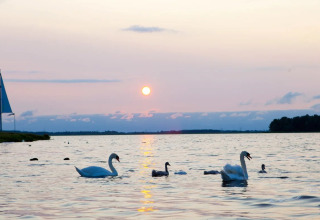 Des cygnes nagent sur un lac au coucher du soleil près d’un parc de glamping, avec des invités et un voilier.