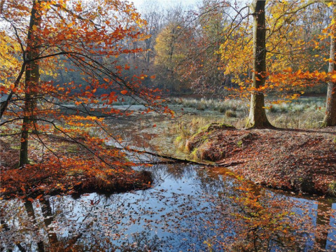 Colores otoñales en Recreatiepark de Paalberg, Países Bajos, con árboles reflejados en un estanque sereno.