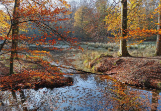 Herbstliche Landschaft im Recreatiepark de Paalberg mit buntem Laub und einer ruhigen Teichreflexion.