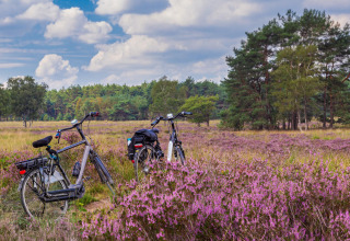 Two bicycles rest in purple heather fields near Ermelo, Gelderland, Netherlands, with trees and sky in view.