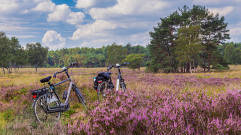 Deux vélos dans une lande de bruyère violette près d'Ermelo aux Pays-Bas, sous un ciel nuageux et arbres verts.