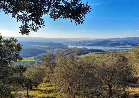 Zicht op heuvels en een meer bij Casa & Glamping Sorriso in Umbrië, Italië, met olijfbomen op de voorgrond.