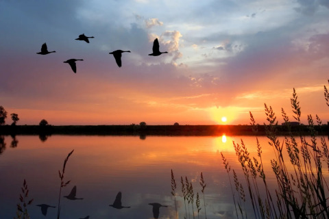 Vijf vogels vliegen bij zonsondergang boven een meer met hun spiegeling in het water aan een glampingpark.