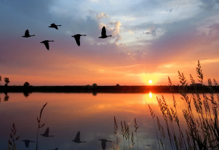 Tramonto su un lago con cinque uccelli in volo e il loro riflesso nell'acqua presso un parco glamping.