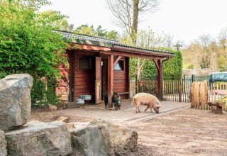 Photo d'une porcherie avec deux cochons devant, prise dans un parc de vacances proposant du glamping.
