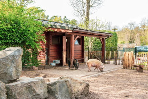 Foto van een varkensstal met twee varkens ervoor, genomen in een vakantiepark met glamping-accommodaties.