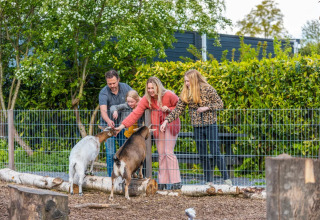 En familie fodrer geder ved indhegningen i en feriepark, omgivet af træer og grønne buske i glampingmiljø.