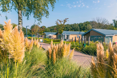 Holiday park photo with glamping lodges, lush greenery, sunny sky, and inviting outdoor space.