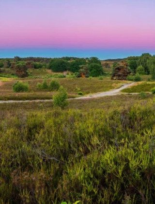 Panoramisk lyng med lilla himmel - EuroParcs Brunssummerheide - Brunssum, Limburg, Holland