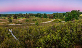 Panoramic heather with purple sky - EuroParcs Brunssummerheide - Brunssum, Limburg, Netherlands