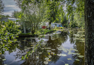 Zomerse vijver met lelies en groen bij Camping Batenstein, Utrecht, Nederland, rustgevend beeld.