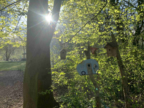 Sonnenlicht scheint durch Bäume mit Vogelhäuschen im Buytenplaets Suydersee, Flevoland, Niederlande.