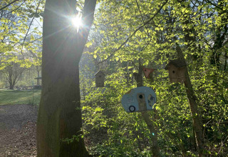 Zonnestralen door bomen met vogelhuisjes in Buytenplaets Suydersee, Flevoland, Nederland.