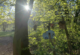 Zonnestralen door bomen met vogelhuisjes in Buytenplaets Suydersee, Flevoland, Nederland.
