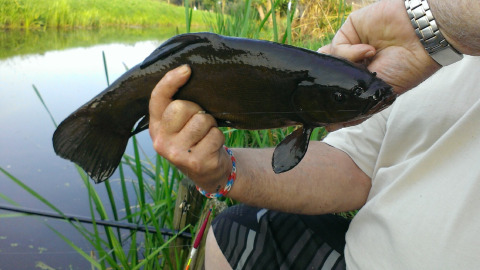 Mand holder en mørk fisk fanget ved en sø omgivet af grønne planter i Camping De Grienduil, Utrecht.