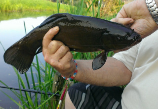 Mand holder en mørk fisk fanget ved en sø omgivet af grønne planter i Camping De Grienduil, Utrecht.