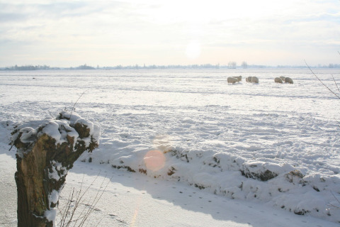 Snow-covered field with grazing sheep at Camping De Grienduil, a holiday park in Utrecht, Netherlands.