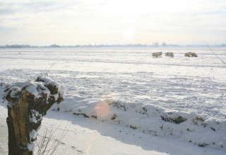 Snow-covered field with grazing sheep at Camping De Grienduil, a holiday park in Utrecht, Netherlands.