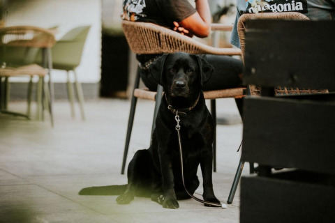 Sort labrador sidder ved et bord udenfor Forest lodge på Camping Si-Es-An, Holland, med mennesker bagved.