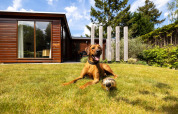 Hund slapper af med en fodbold foran en træbungalow i Bungalowpark Het Verscholen Dorp, Gelderland, Holland.
