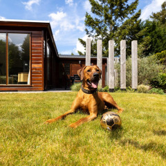 Perro descansando con un balón de fútbol en el césped frente a un bungalow de madera en Het Verscholen Dorp, Gelderland, Países Bajos.
