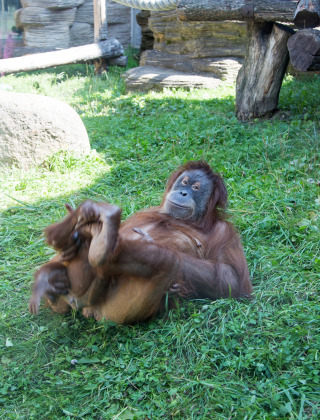 Un orangután se relaja sobre el césped en su recinto cerca de Schinveld, Limburgo, Países Bajos.