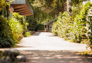 Sentiero soleggiato nel Vakantiepark Leukermeer, parco vacanze in Limburgo, Paesi Bassi, con vegetazione.