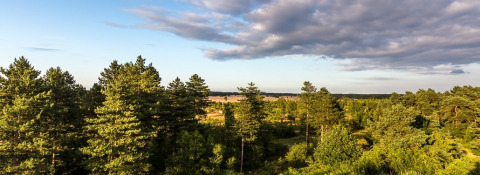 Vista panoramica su pini e cielo aperto al Bungalowpark Het Verscholen Dorp in Gelderland, Paesi Bassi.