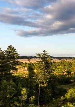 Paysage de pins et ciel dégagé au Bungalowpark Het Verscholen Dorp, situé à Gelderland, Pays-Bas.