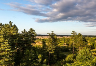 Udsigt over grønne fyrretræer og let skyet himmel ved Bungalowpark Het Verscholen Dorp i Gelderland, Holland.