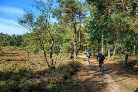Due ciclisti percorrono un sentiero nel bosco vicino a Harderwijk, circondati da pini sotto il cielo azzurro.