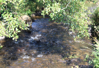 A small stream surrounded by green trees at Camping Oos Heem holiday park in Liège, Belgium.