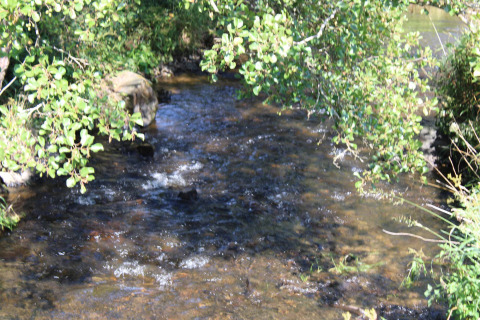 A small stream surrounded by green trees at Camping Oos Heem holiday park in Liège, Belgium.