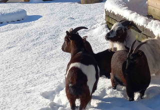 Capre sulla neve accanto a una casetta di legno presso il Camping Oos Heem, parco vacanze a Liegi, Belgio, con roulotte dietro.