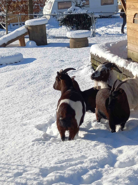 Ziegen im Schnee nahe einer Holzhütte im Camping Oos Heem Ferienpark, Lüttich, Belgien, mit Wohnwagen im Hintergrund.