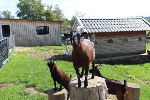 Cabras marrones sobre troncos de madera frente a casas rurales en Camping Oos Heem, Lieja, Bélgica, día soleado.