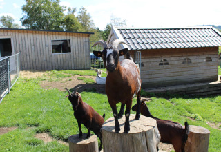 Brown goats standing on wooden stumps with farmhouses in the background at Camping Oos Heem, Liège, Belgium.